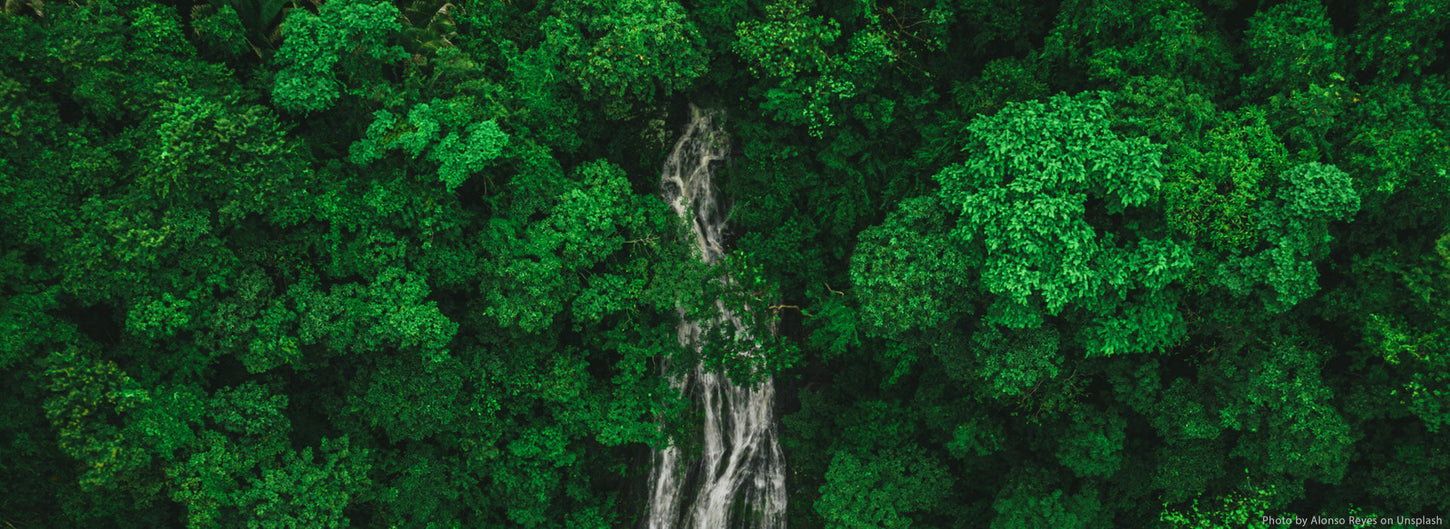 Aerial view of lush green forest canopy with ancient tree symbolizing environmental sustainability and FSC-certified paper commitment